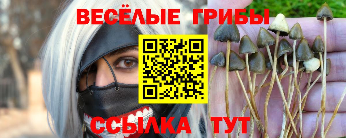 где продают наркотики  Галлюциногенные грибы GOLDEN TEACHER  Вход с VPN  Топки 